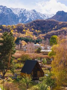 Forest view kazbegi