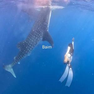 Whaleshark open trip