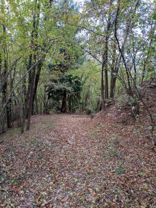 123 la casa nel bosco