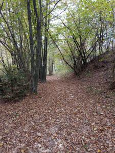 123 la casa nel bosco