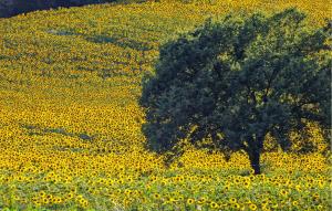 Nice Apartment In Montevarchi With Wifi