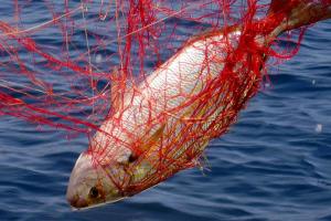 Seaside secluded apartments Cove Rasohatica, Korcula - 5453