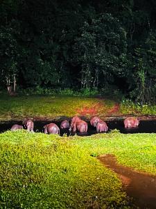 Casa Nube Resort Munnar