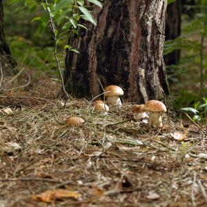 Barn&Haus-Stodoły Widokowe