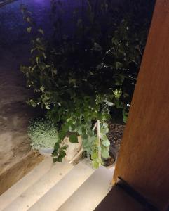 Perla Pyramids Palace