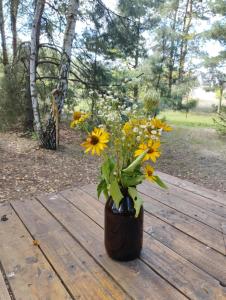 Ajurweda na Jurze Agroturystyka