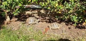 Apartments with parking space Podaca, Makarska - 6055