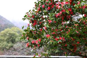 Oku Yugawara Tsubaki