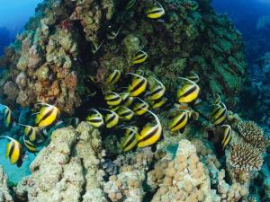 Movenpick Taba Resort & Spa