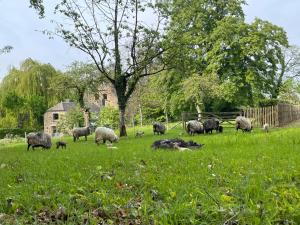Gite grand jardin nature Ardenne Luxembourg