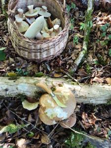 Charmant gîte à 3km du Lac de Pannecière