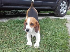 Cabana Ollie Retezat