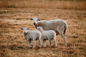 Hermano Farm Stay by Tiny Away