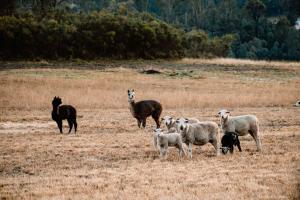 Hermano Farm Stay by Tiny Away