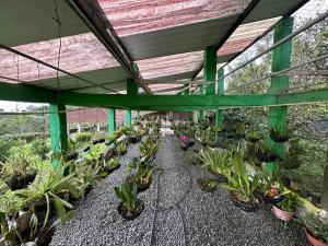 Finca La Maria - Filandia