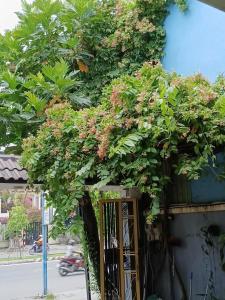 Cát Tường Homestay