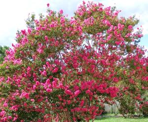 Chambre dhôte lOlivier