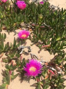 Il Fico di Mare - 100m from the beach img22