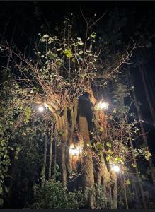 Shola Vibes Homestay