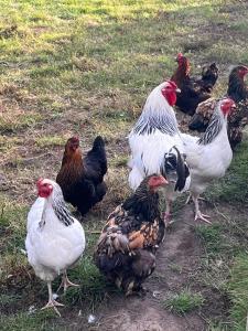 Superior Relax und Wellness Landhaus