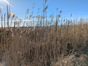6 person holiday home in Blåvand-By Traum