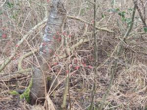 Peaceful Cabin Retreat in Ebeltoft