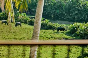 Little Oasis - An Eco Friendly Hotel & Spa