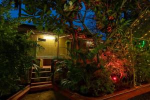 The Whistling Pine Woods