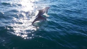 Mobil home climatisé chez Mickaël et Laëtitia