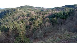 Lenvol des papillons