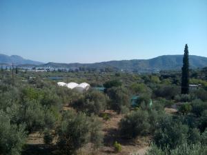 The Olive Branch Poros-Island Greece