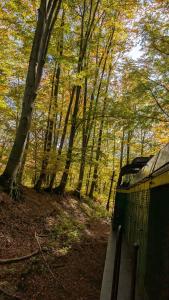 The Hunters Glamping