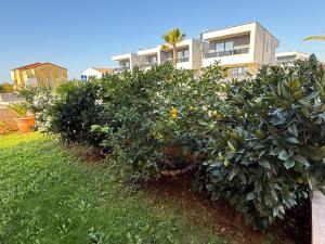 Apartmani Citrus Novigrad