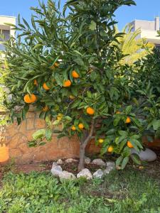 Apartmani Citrus Novigrad