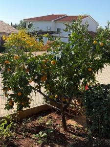 Apartmani Citrus Novigrad