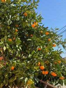 Apartmani Citrus Novigrad