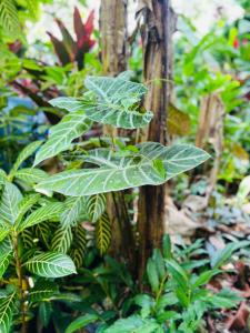 Fairytale Jungle Cottage by the Sea, Bocas