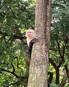 Fairytale Jungle Cottage by the Sea, Bocas