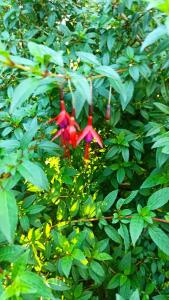 Casa en centro Puerto Montt