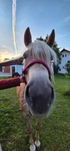 Ferienwohnung de Best inkl. Chiemgaukarte