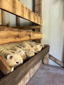 Pousada Maibe Amanhecer na Serra