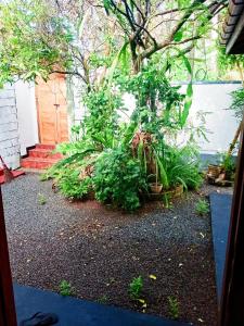 The Mango House Ahangama