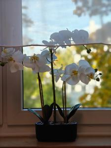 Modern Apartments Neuburg 29 - NEU - 2 Zimmer - 4 Separate Betten, Komfort, Top Ausgestattet, Smart TV, Wi-Fi