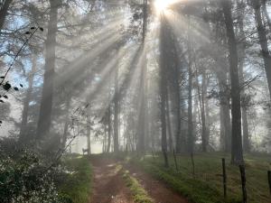 Enchanted Forest Cottage Escape!