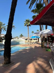 Langosta Petite Premium