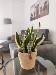 Stevenson Apartment in Oban City