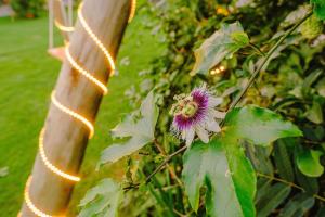 Cabana Raízes - LaCabanasEco