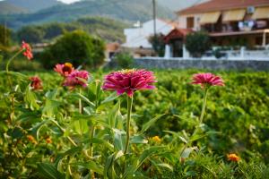 Angela Apartments Samos Greece