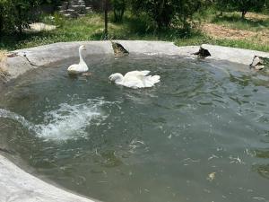 Neelkanth Villa