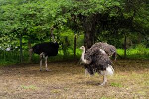 Parque del Mango Tipis
